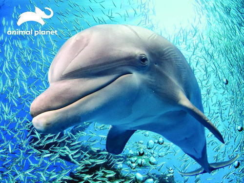 Puzzle Delfin 48 Pcs Animal Planet. 1