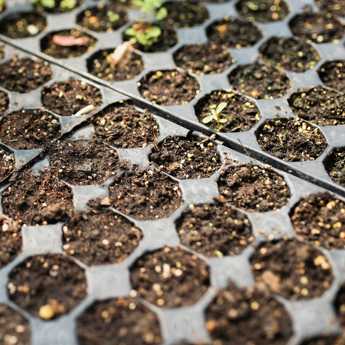 Kit 4 Bandeja Mudas Sementeira Cultivo Plantas 128 Células 1