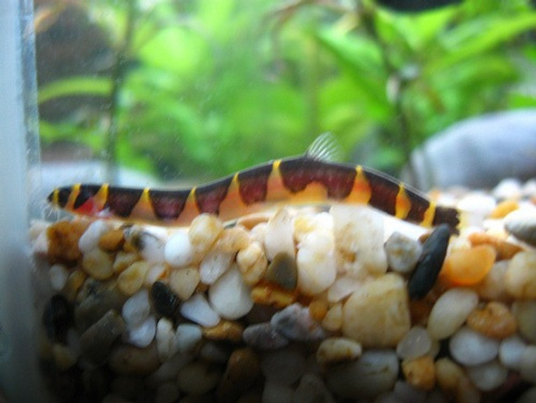 Khulli Pura Surtida Oferta Super Sale A Mundo Acuatico 0