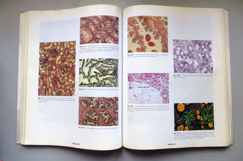 Compendio De Histología Bloom Fawcett Mcgraw-hill 1999 1