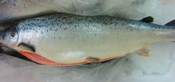 Salmon Rosado Entero 0