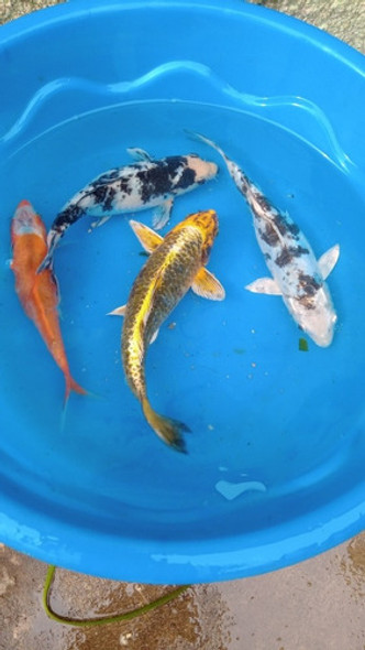 Carpa Koi 20 Cm Estanques Lagunas Agua Fria 0