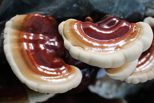 Semillas De Hongo Reishi Ganoderma Lucidum 500 Grs. 0