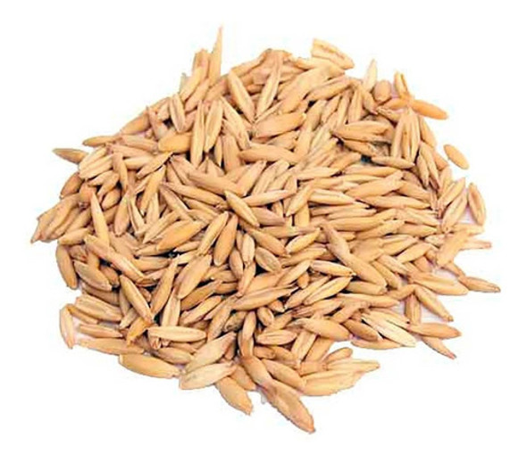 Semillas De Avena X 15 Kg Para Brotes 0