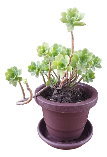 Planta Sedum Palmeri 0