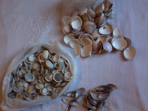 Caracoles En Bolsas Conchas Grane Artezano Decoración Envios 1