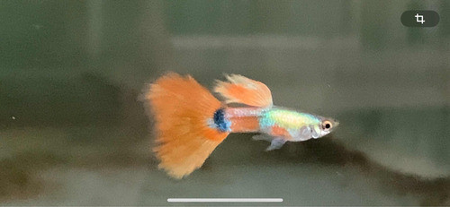Peces Lebistes Guppy Platinum Red Tail 0