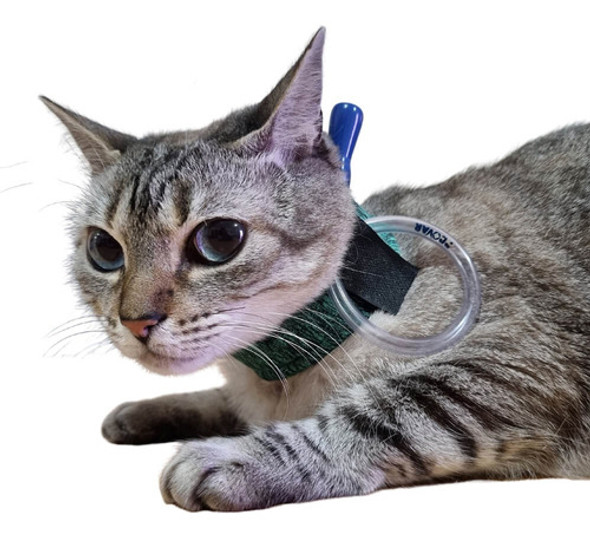 Colar Contenção P/ Sonda Esofagica Gastrica Cão Gato Tam 01 0