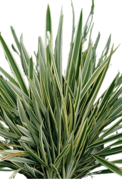 Formio Variegado 0 Formio Variegado 0