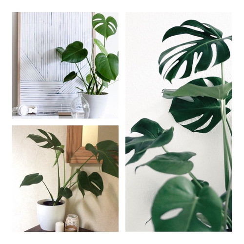 Monstera C/ Maceta Blanca. Decora Con Verde Plantas Interior 0