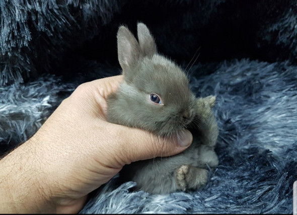 Mini Coelho Anão. Retirada Só Em Sao Paulo Sp 1 Mini Coelho Anão. Retirada Só Em Sao Paulo Sp 1