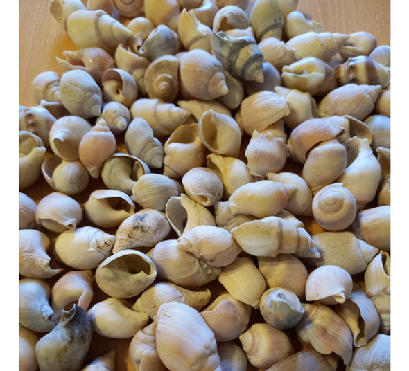 Lote De 120 Caracoles Marinos Pequeños P/ Decoracion 0