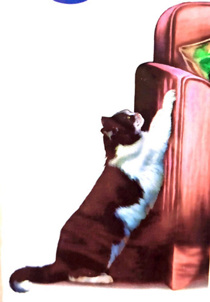 Cintas Antirasguño Miyi El Gato Araña Los Muebles 0