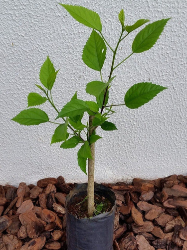 Muda De Hibiscus Florescendo Com 50 Cm + Brinde 1