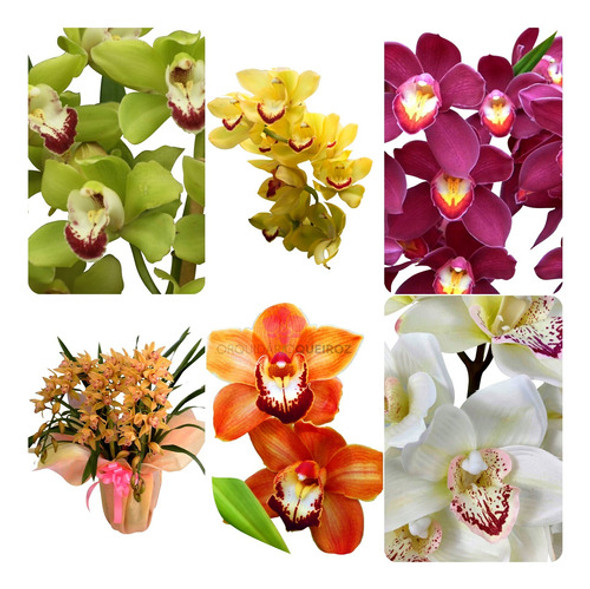 Kit 12 Mudas De Orquidea Cymbidium Lindas Pré Adultas 0