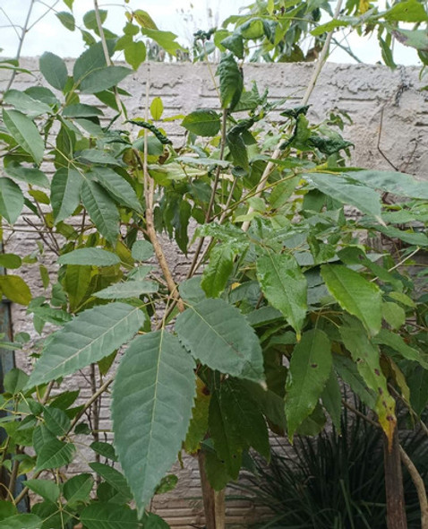 Árbol Lapacho 2.5m 1