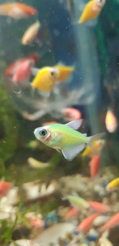 Pez Monjita Verde 0