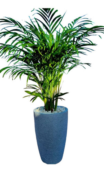 Palmera Areca,con Maceta!!! 0