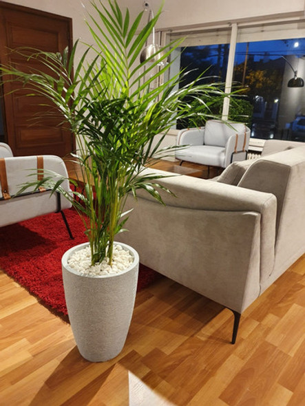 Palmera Areca,con Maceta!!! 1