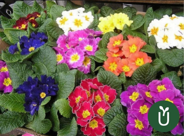Semillas Flores - Primula - Envíos 1 Semillas Flores - Primula - Envíos 1