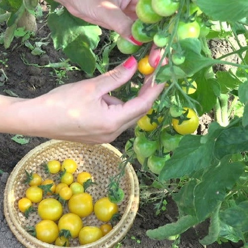 Sementes Tomate Cereja Samambaia Amarelo Pra Horta Ou Vasos 1