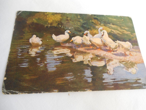 Postal Romantica Patos En El Lago 0