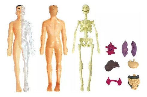 Modelo 3d De Anatomia Do Corpo Humano Para Crianças Em Plást 1