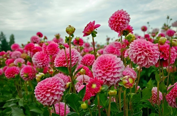 Semillas De Flores Dahlia Doble Variada La Germinadora 0,60g 1 Semillas De Flores Dahlia Doble Variada La Germinadora 0,60g 1