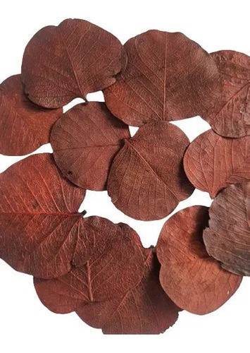 Folha Moeda Marrom Seca Natural Decoração 100g 1