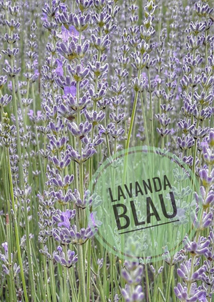 1kg. Lavanda Premium Flores Secas Desgr. 1 Selecc. Org. 2023 0