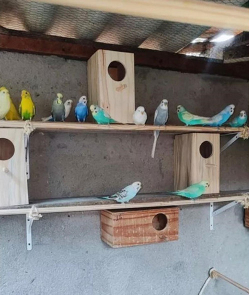 Ninhos Agapornes Periquitos Vertical Para Criação 10 Peças 1 Ninhos Agapornes Periquitos Vertical Para Criação 10 Peças 1