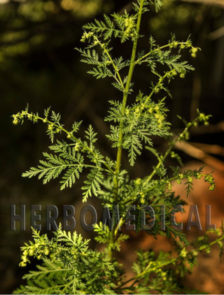 Tintura Madre Artemisia Annua. 60ml. 100% Orgánica 1
