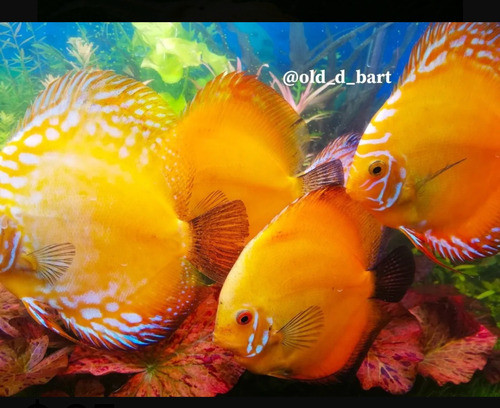 Planta Ludwigia Para Peceras. 1