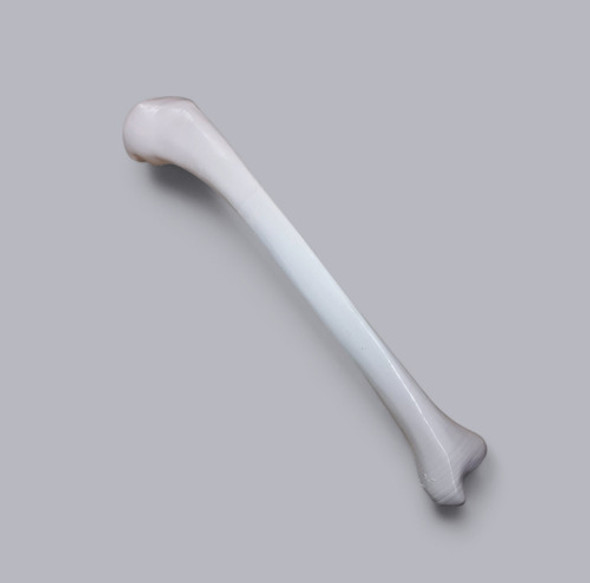 Tibia Hueso Humano 1/1 Cuerpo Humano Anatomico 3d 1