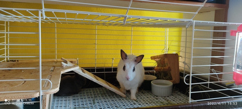 Mini Coelho Netherland Dwarf 0