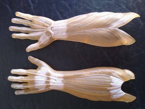 Piezas Cuerpo Humano Editorial Salvat. Mano Y Antebrazo 0