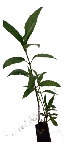 Planta Ruellia Flor Violeta 0