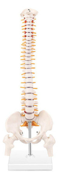 K Modelo De Anatomia Da Coluna Vertebral Em Miniatura, 1
