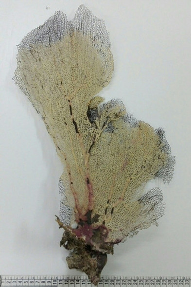 Coral Marino Gorgonia Caracol Pecera Baño 0 Coral Marino Gorgonia Caracol Pecera Baño 0