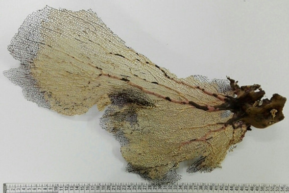 Coral Marino Gorgonia Caracol Pecera Baño 1 Coral Marino Gorgonia Caracol Pecera Baño 1