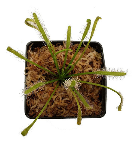 Planta Carnívora Drosera Alba Grande + Sustrato 0