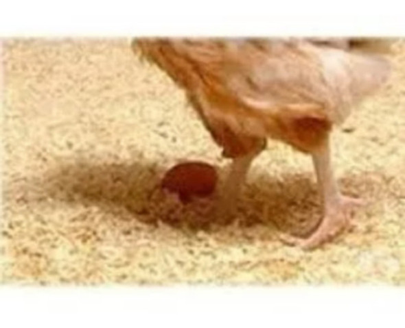 Serragem/maravalha Embalagem 20 Unidades 500 Gr Cada 1 Serragem/maravalha Embalagem 20 Unidades 500 Gr Cada 1