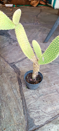 Cactus Oreja De Mickey 1