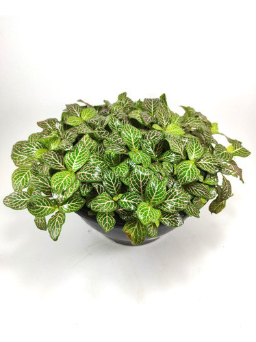 Venta De Plantas. Fittonia. Maceta Colgante 3 Lts. 0