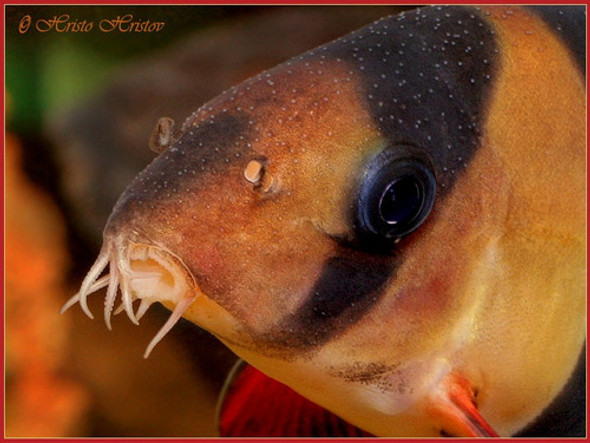 Botia Payaso Surtida Mejor Calidad Mundo Acuatico 0