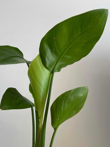 Planta Sterlitzia Nicolai 1