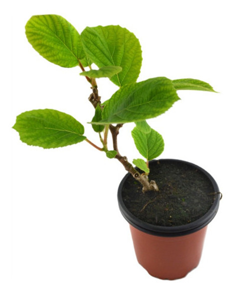 Sobre Para Sembrar 15 Plantas Trepadoras De Kiwi 0 Sobre Para Sembrar 15 Plantas Trepadoras De Kiwi 0