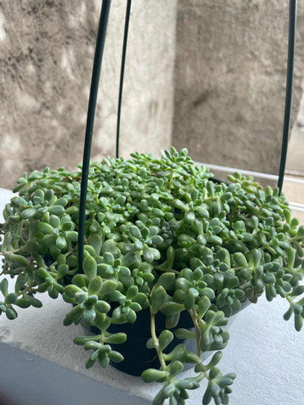 Planta Colgante Suculenta Con Maceta 1