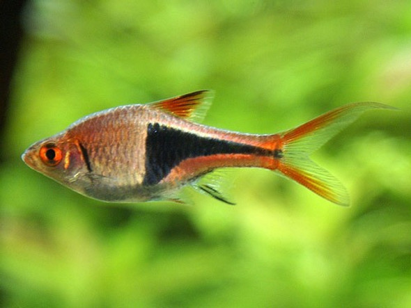 Rasbora Surtida Chica In Mundo Acuatico 0