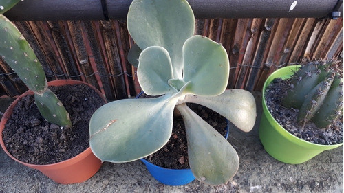 Suculenta Echeveria Gigantea 1